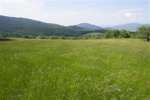 Lúka s výskytom Platanthera bifolia a bielokvetej formy Campanula patula
